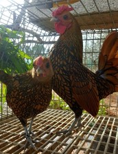 Uova feconde Sebright ORO orlo Nero