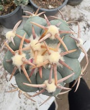 Raro Echinocactus