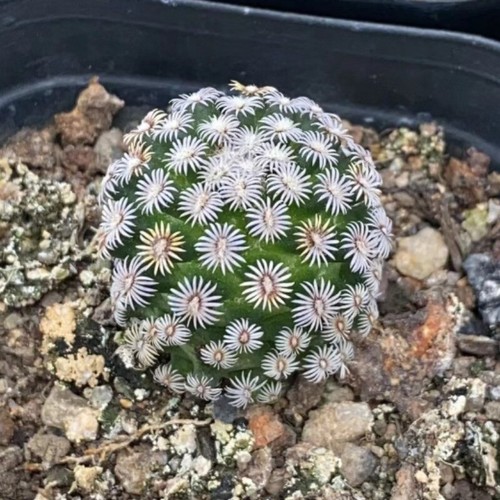 Pianta succulenta cactus - di,