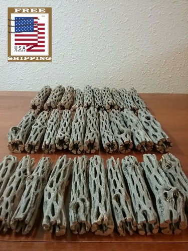 Nuovo cholla legno - 30, pz