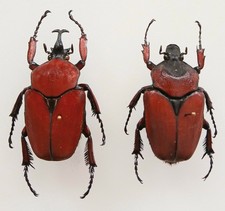 Fornasinius Russus Burgundy