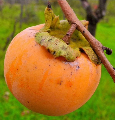 Diospyros kaki apple - kaki, (apple