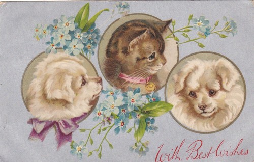 Cat postcard dog and cats - cat,