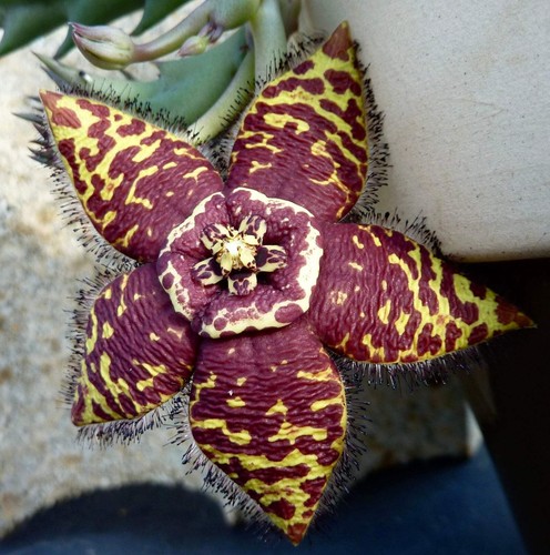Orbea semota unrooted - orbea,