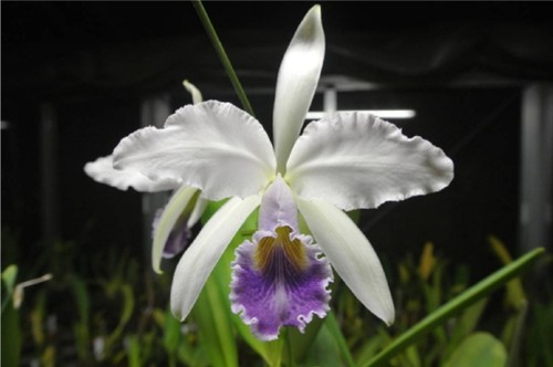 Cattleya gaskelliana coerulea