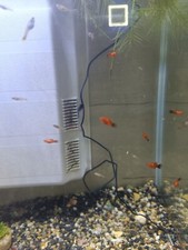 Avanotti Svezzati Di Guppy