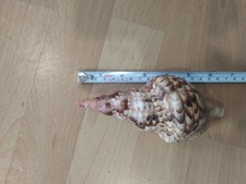 Conchiglia charonia tritonis