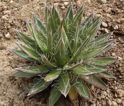 Filifera agave 10 - agave,