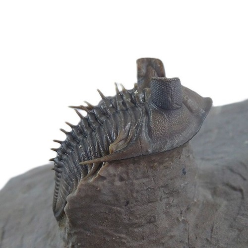 Trilobite erbenochile erbeni - trilobite,