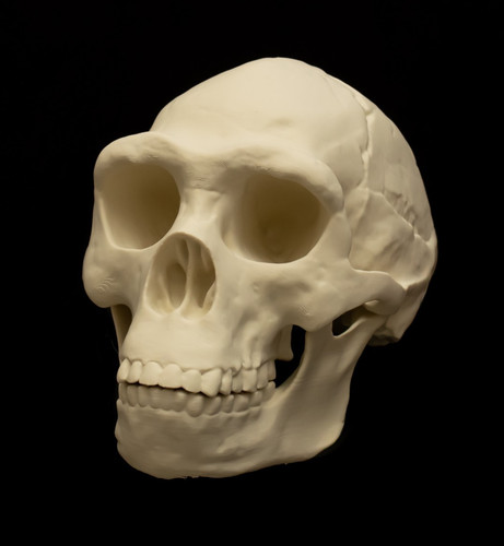 Homo erectus skull replica - homo,