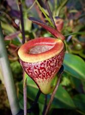 PIANTA CARNIVORA - NEPENTHES
