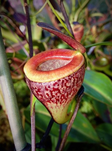 Pianta carnivora nepenthes - carnivora,