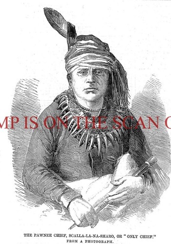 Pawnee chief - pawnee,