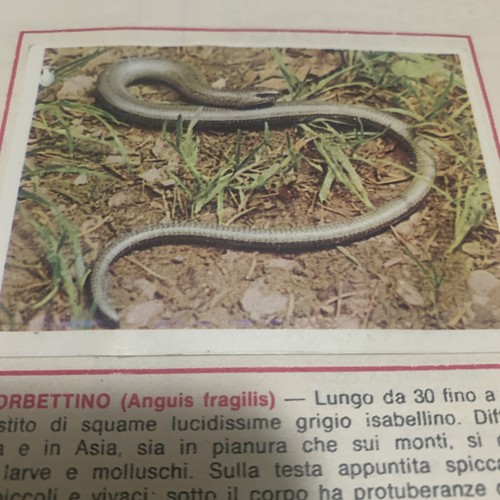Figurina animali ed - 20,