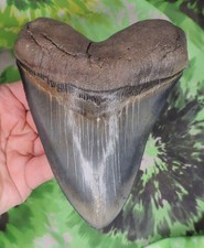 Dente squalo megalodonte 5 - squalo,