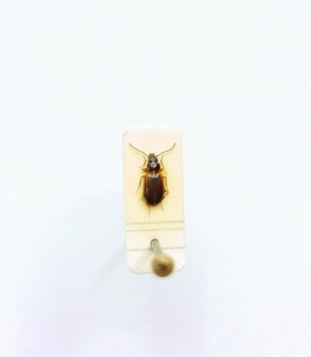 Entomology taxidermy - entomology,