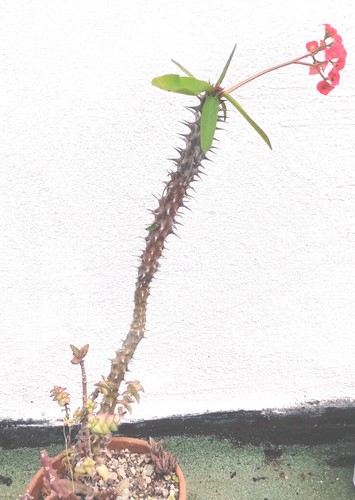 Vaso euphorbia milii - euphorbia,