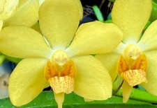 Ascocenda Vanda Hybrid'Spring Princess NUOVO Orchidea Orchidea