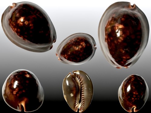 Cypraea mauritiana mombasa - mauritiana,,