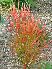 15 Tagli 8-12" Firestick