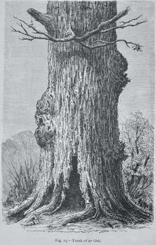 C1872 antica stampa - antica, figuuier
