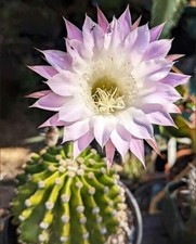 Echinopsis Oxygona Cactus