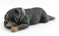 Bulldog francese cane animale