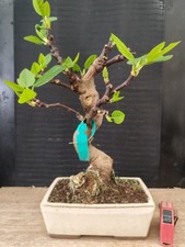 bonsai di fico  h 45 cm visita
