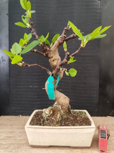 Bonsai fico 45 - h, visita