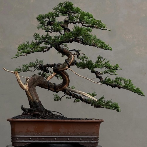 Albero vivo juniperus