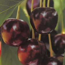 PIANTA DA FRUTTO CILIEGIA