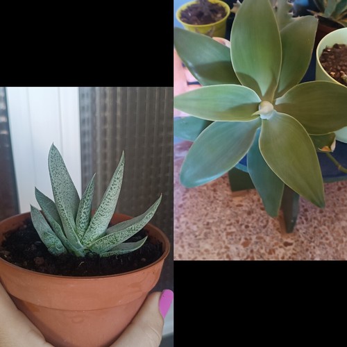 Agave attenuata grande - agave,