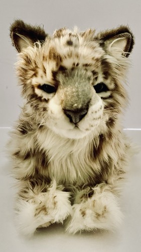 Hansa snow leopard cub - snow,