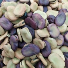 Fava Maior Harz 4 kg 23€ Coltiv In Pugla  La Più Gigante La Più Antica Sp Gratis