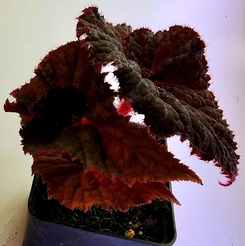 Begonia magia mezzanotte - magia, di