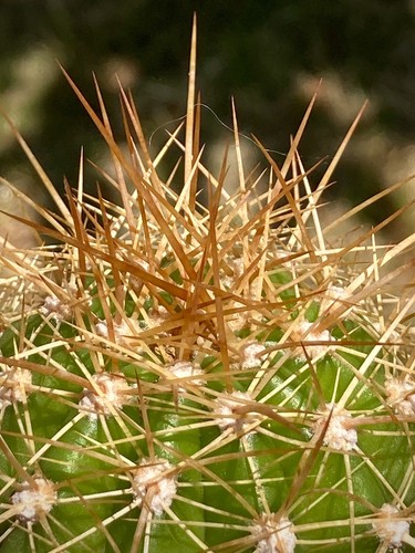 Tricho cereus ibrido cantora - ibrido, 'cantora