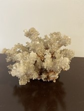 Ramo grande di corallo bianco