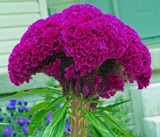 ENORME testa di cervello viola