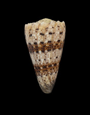 Conchiglia Shell CONUS