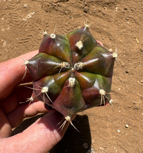 Gymnocalycium day dream - 'day, dream'