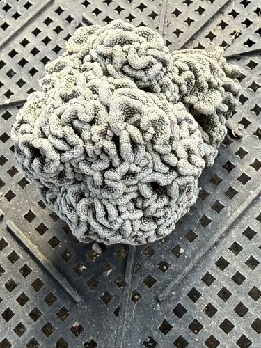 Pelecyphora aselliformis