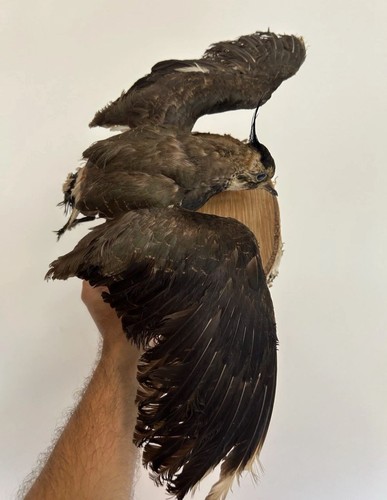Taxidermy tassidermia
