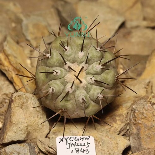Copiapoa cinerea - 4,5,