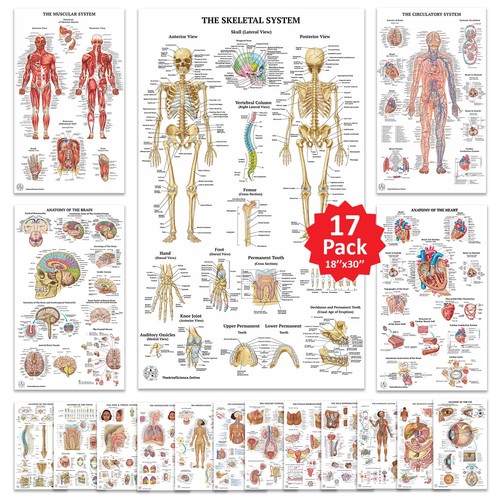 Human anatomy posters - 17,