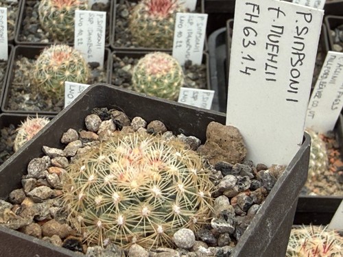 Pediocactus simponii - , v