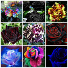 450 Semi DI ROSA in 9 Varietà