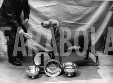 Foto vintage Animali,  Weimaraner, Westminster Club, 1962, stampa 18 x 12 cm