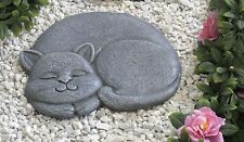 Adorabile Gattino Che Dorme