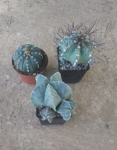 Pack colección astrophytum - pack,