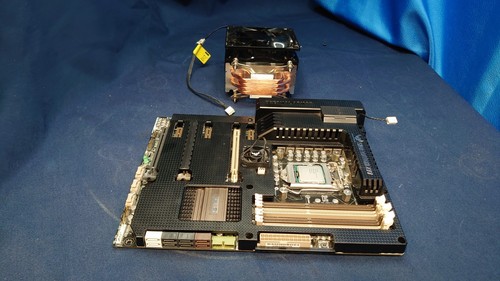 Scheda madre asus sabertooth - madre,